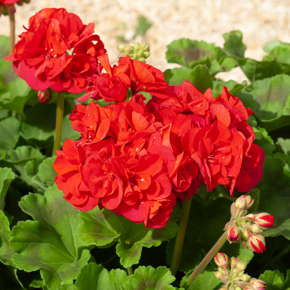 Pelargonium zonale toscana ® - 3 Géraniums à massifs rouges Toscana ® - Géranium - Pélargonium