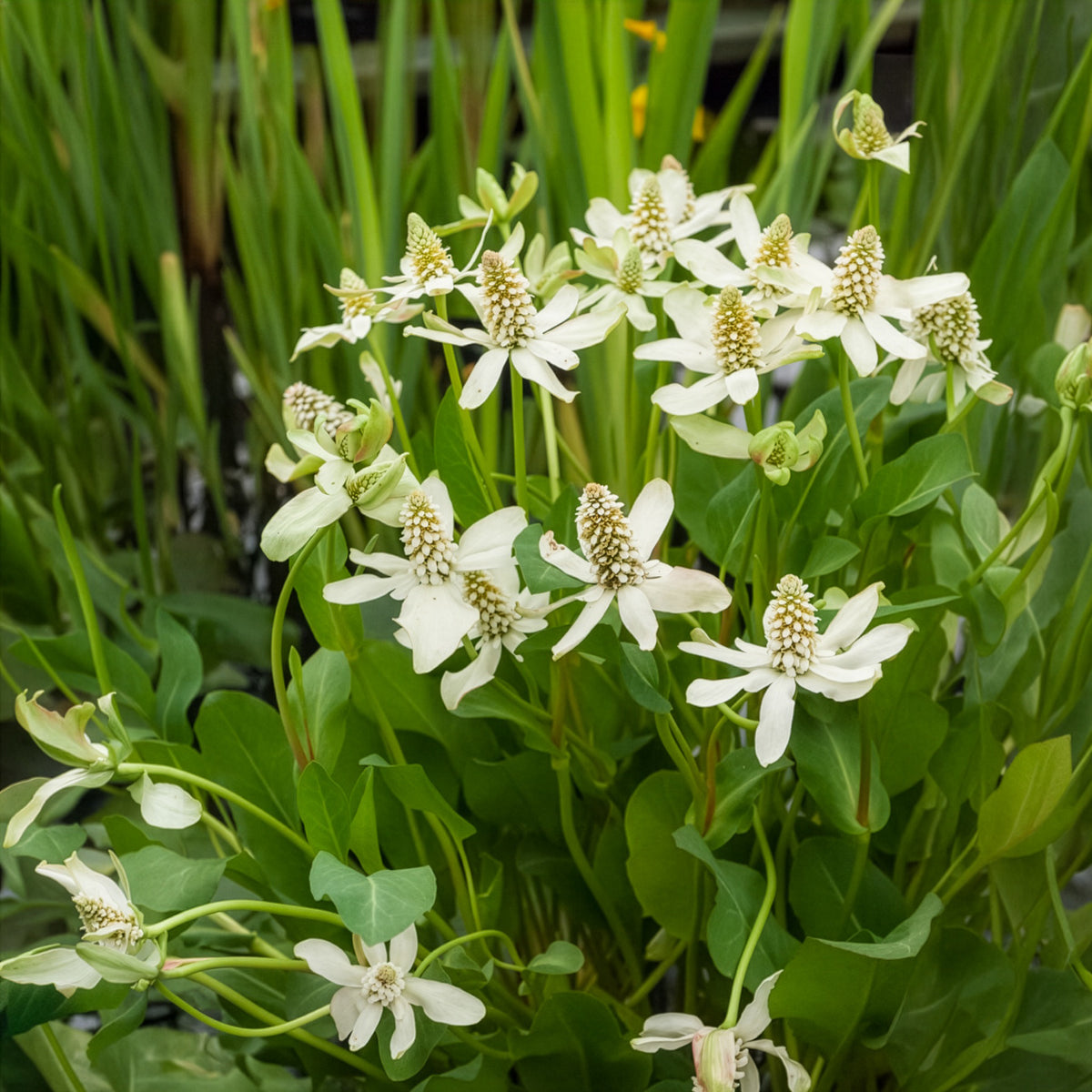 Vente Anémopsis de Californie - Anemopsis californica