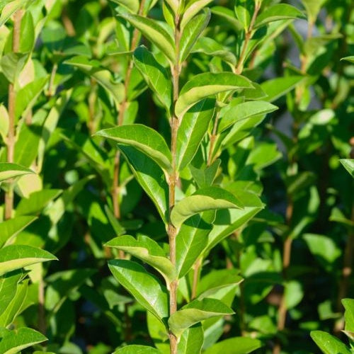 Ligustrum ovalifolium - Troène de Californie Ligustrum ovalifolium - Troènes - Ligustrum