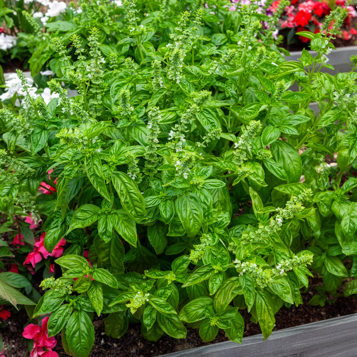 Basilic amélioration de Genovese Bio - Ocimum basilicum genovese - Bakker