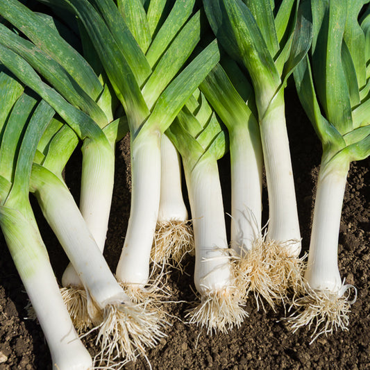 Poireau 'De Carentan 2' - Bakker