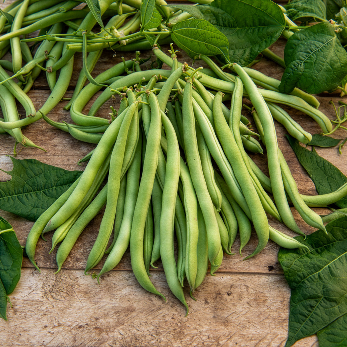 Phaseolus vulgaris maxi - Haricot nain mangetout Maxi - Graines de haricots
