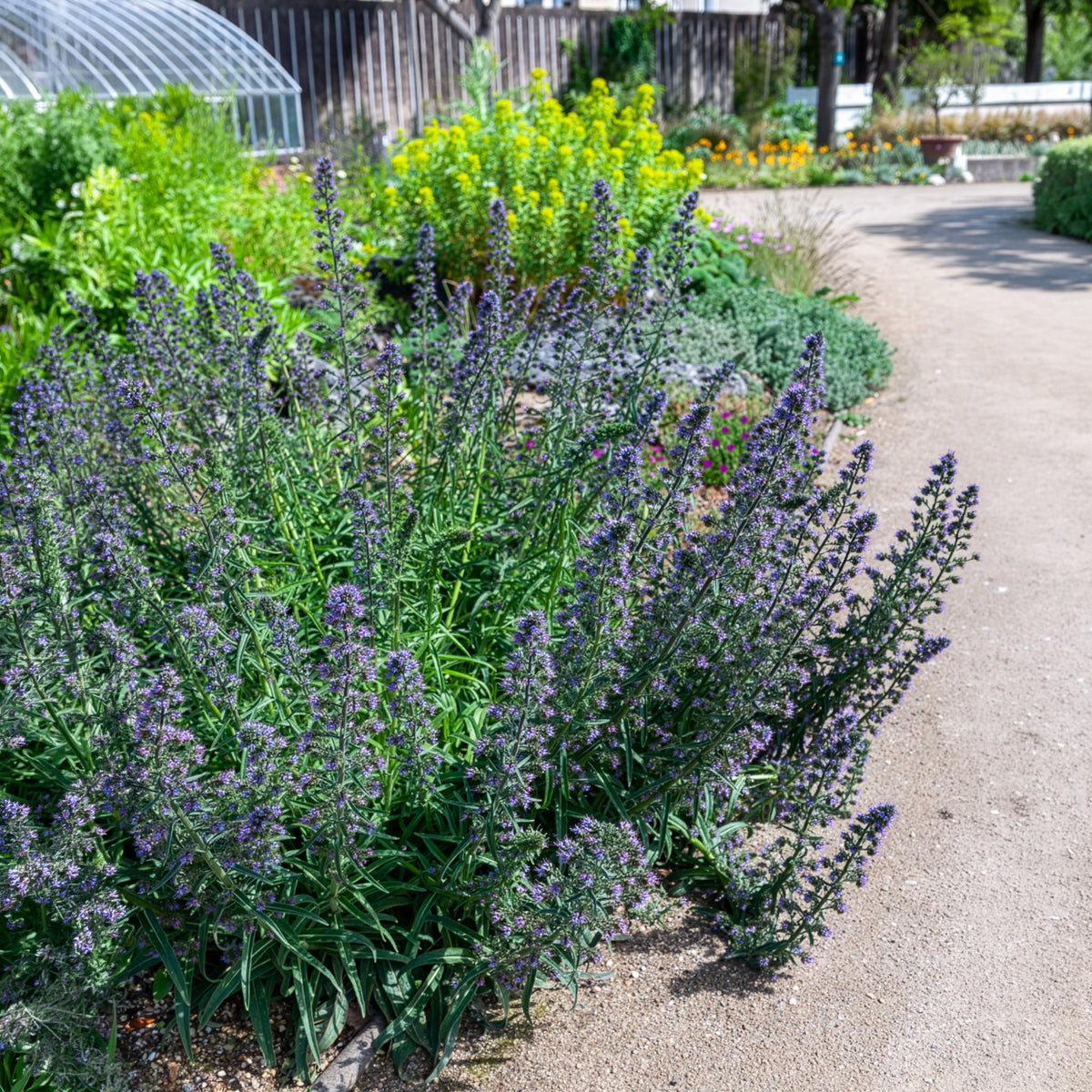 Vipérine commune - Echium vulgare - Bakker
