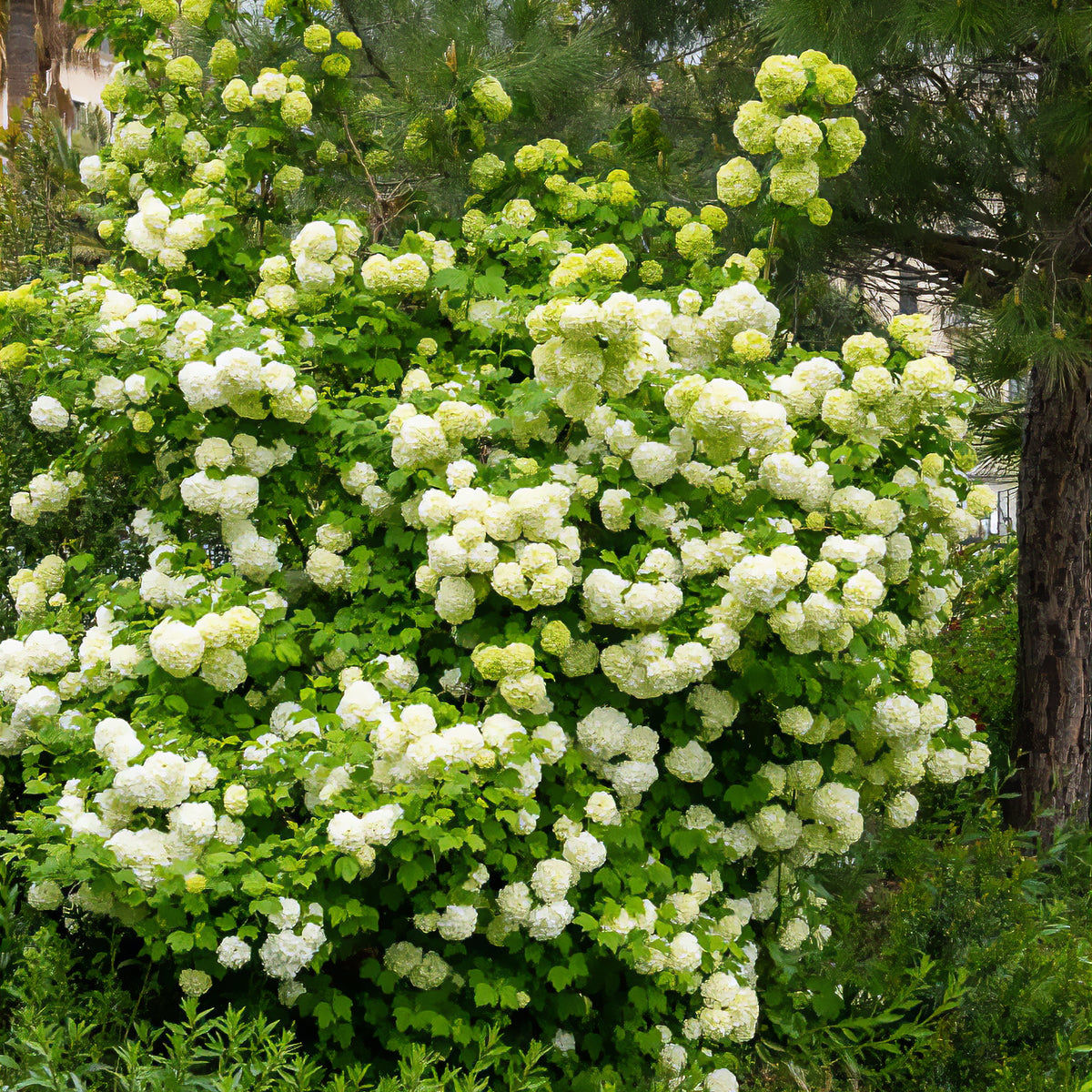 Viorne Boule de Neige - Viburnum opulus Roseum - Bakker