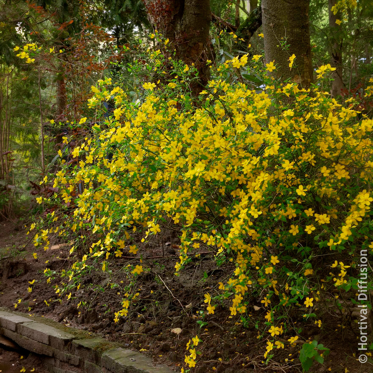 Vente Corête du Japon Golden Guinea - Arbustes fleuris