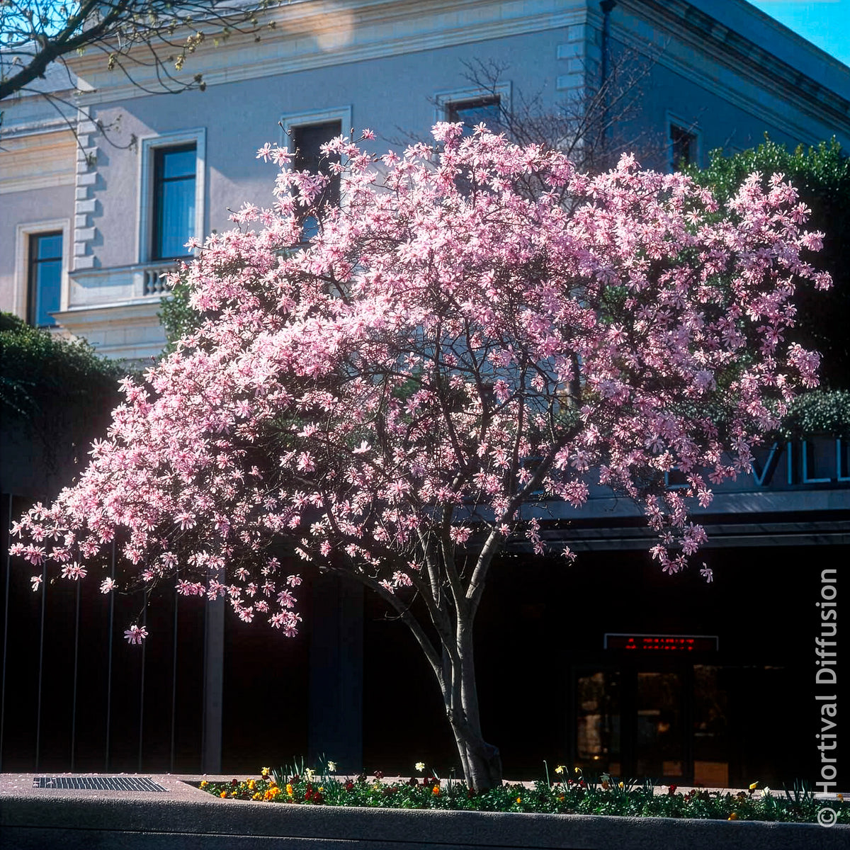 Vente Magnolia - Magnolia Leonard Messel