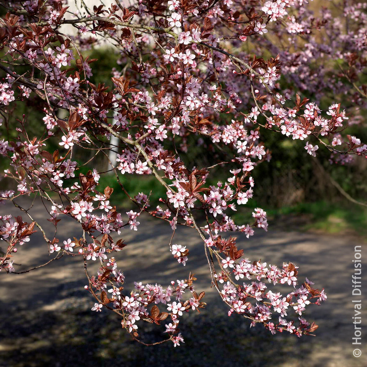 Vente Prunier à fleurs - Prunus cerasifera Atropurpurea