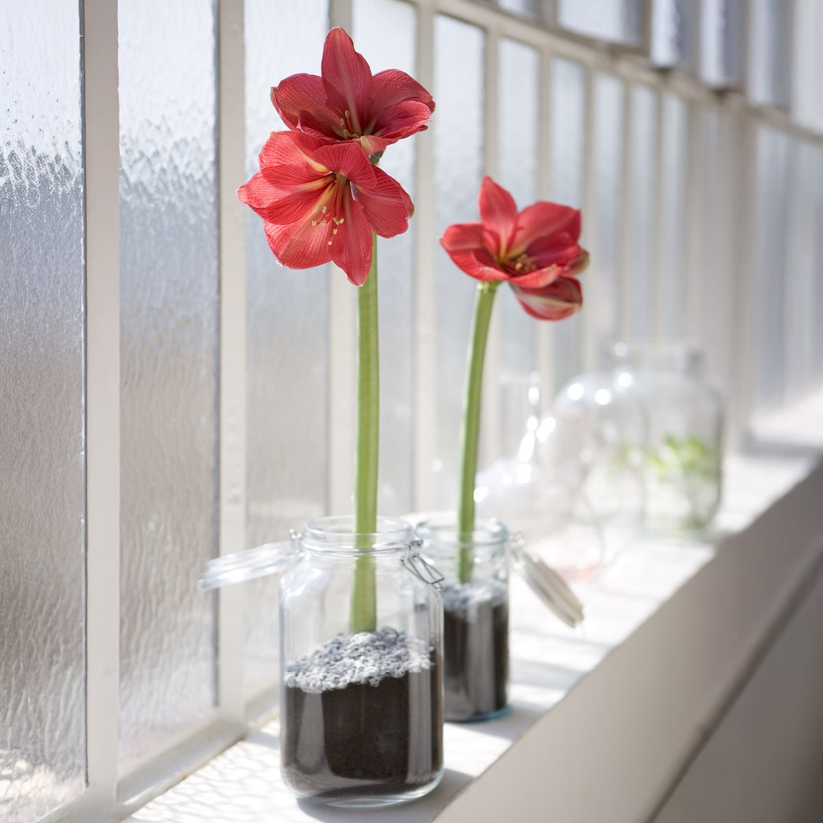 Amaryllis Magic Rosé Gold - Wax Amaryllis Magic Rosé Gold - Wax Amaryllis