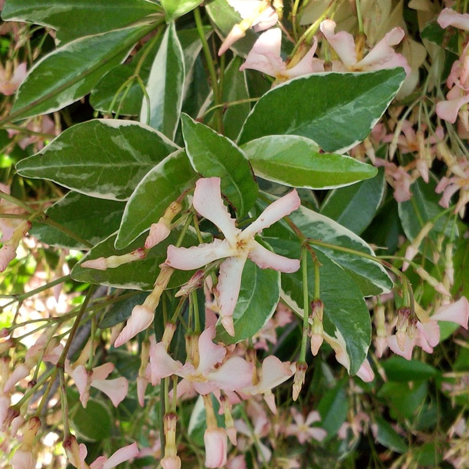 Trachelospermum asiaticum Star of Milano ® - Jasmin étoilé asiaticum star of milano® - Jasmin étoilé - Trachelospermum