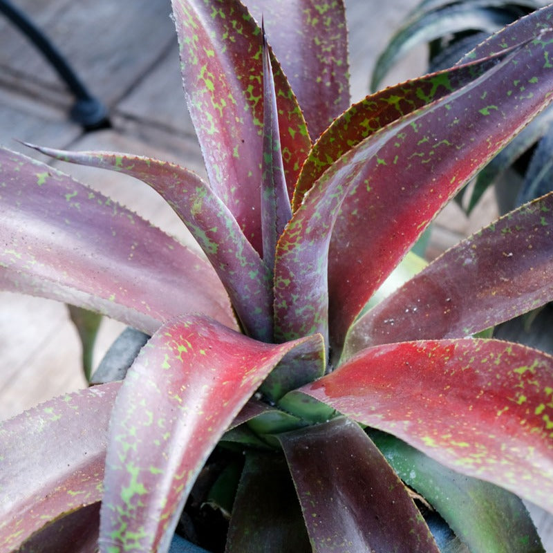 Agave manfredii Mission to Mars ® (Mangave) - Mangave Mission to Mars ® - Agave
