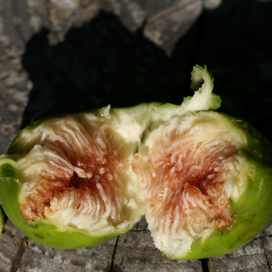 Figuier nain Ficcolino - Bakker