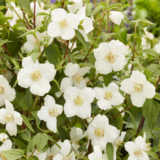 Seringat nain Petite Perfume White ® - Bakker