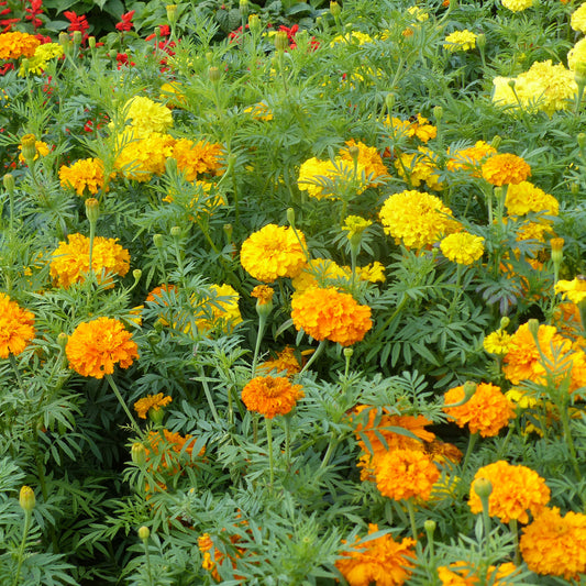 Roses d'Inde doubles en mélange - Bakker