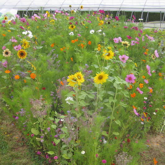 Graines de fleurs mellifères en mélange - Bakker