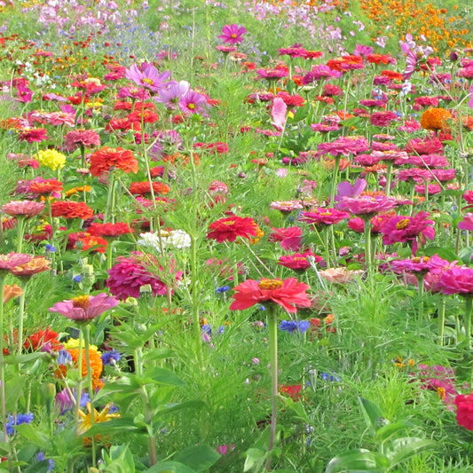 Graines de fleurs spécial fleurs à couper en mélange - Bakker