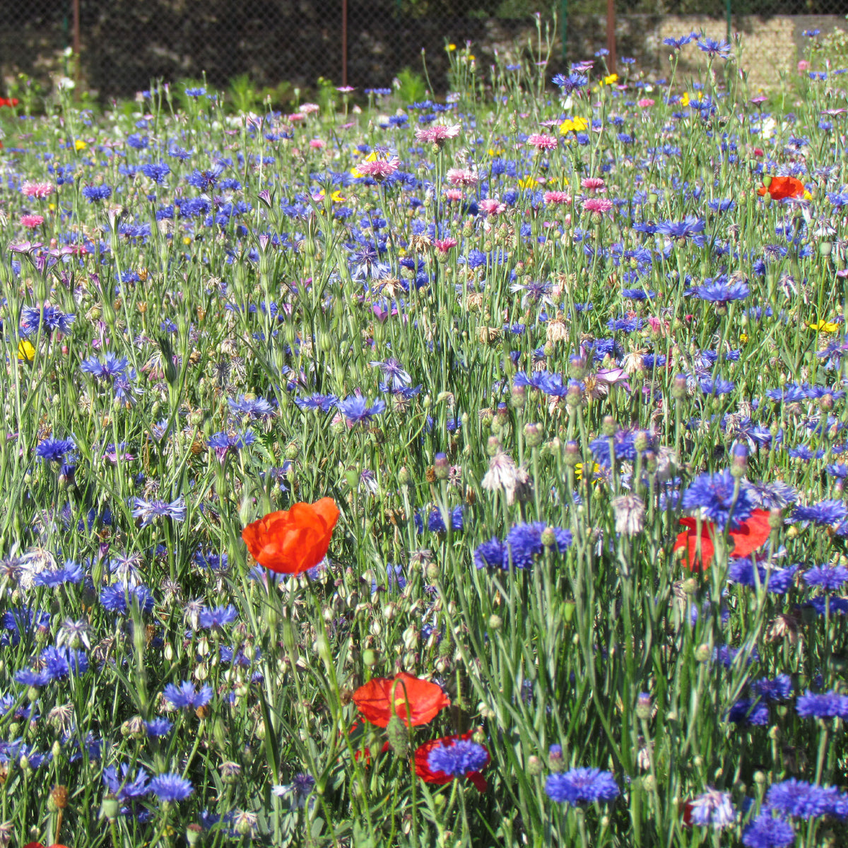 Mélange fleurs des champs - Fleurs des champs en mélange - Mélange de fleurs en graines