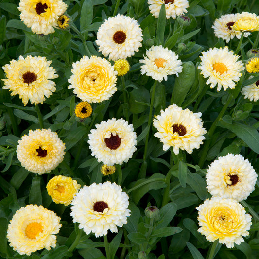 Souci double Ivory Princess - Bakker