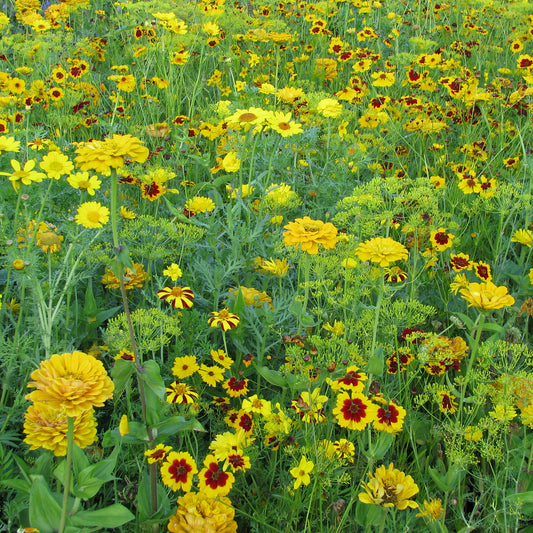Mélange fleuris doré - Bakker