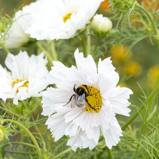 Cosmos double blanc - Bakker