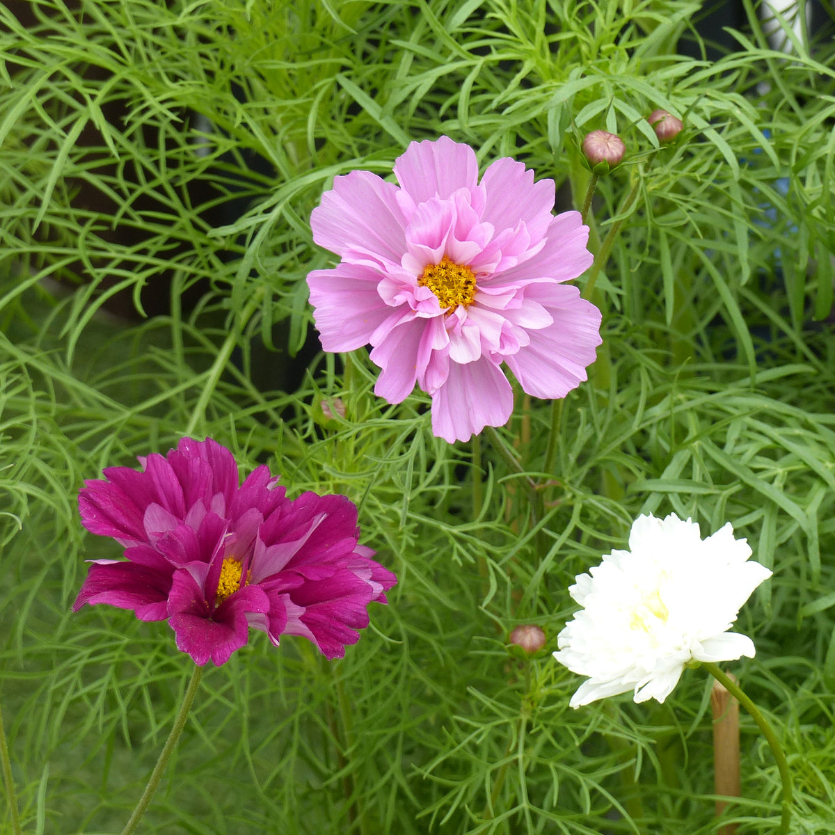 Collection 3 cosmos doubles variés - Bakker