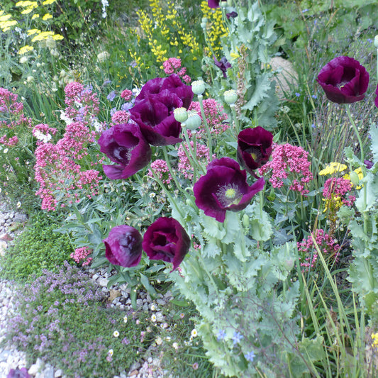 Pavot annuel Lauren's Grape - Bakker