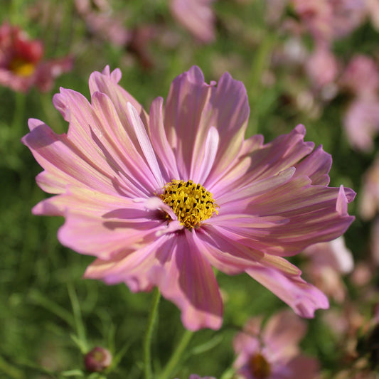 Cosmos Apricotta - Bakker