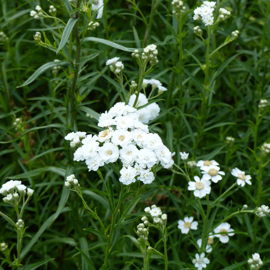 Achillea ptarmica The Pearl - Bakker