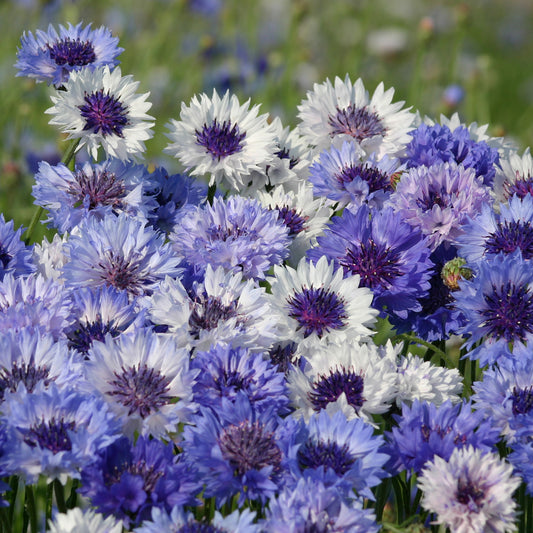 Centaurée barbeau Classic Fantastic - Bakker