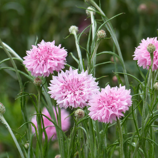 Centaurée barbeau Pinkie - Bakker