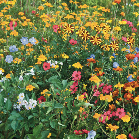 Fleurs pour limiter les doryphores - Bakker