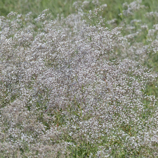 Gypsophile paniculée oeillet d'amour - Bakker