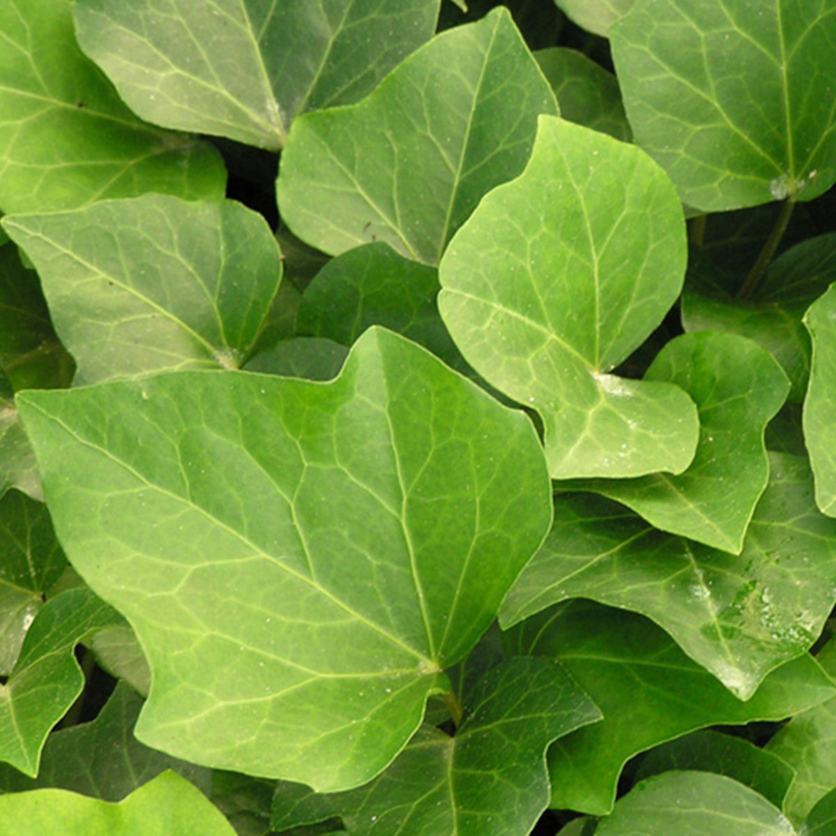 Lierre Algerian Bellecour - Hedera algeriensis Algerian Bellecour - Bakker