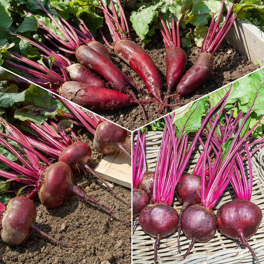 Collection de betteraves rouges : Egypte, Detroit, Cylindra - Bakker