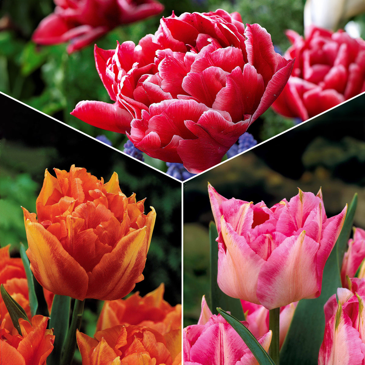 Collection de 25 Tulipes doubles Murillo - Bakker