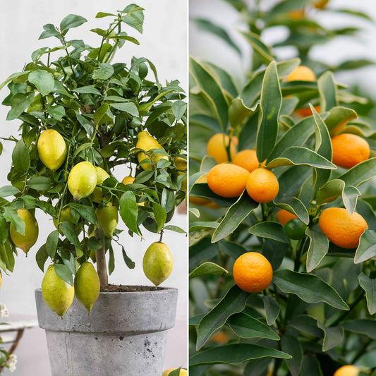 Collection de 2 Kumquat et Citronnier - Bakker