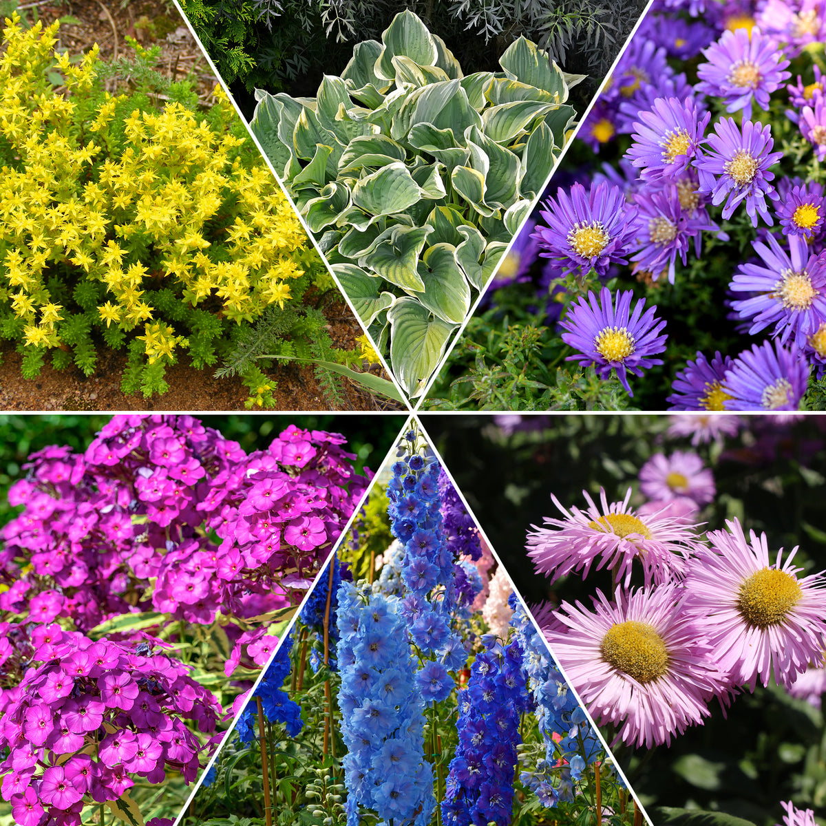 Collection variée de 12 plantes vivaces - 2 m² - Sedum acre, Hosta, Aster, Erigeron speciosus Rosa Jewel, Delphinium, Phlox paniculata, Thymus serpyllum, Sedum spurium, Incarvillea Delavayi, Achillea , Gypsophila paniculata, Lupinus - Bakker