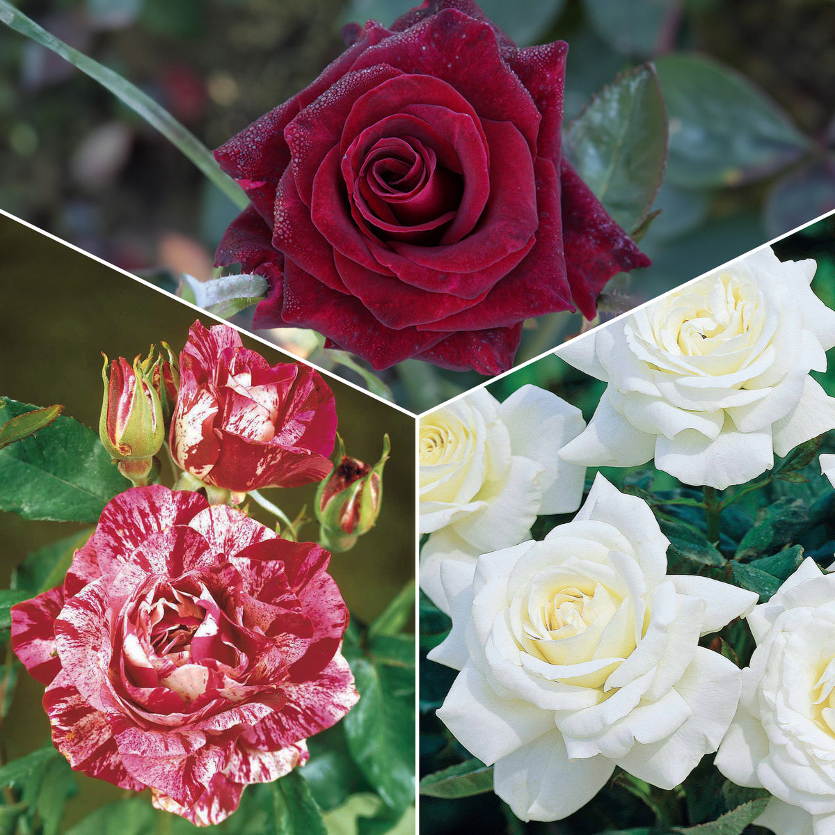 Collection de 3 Rosiers buissons : Black Baccara, Candy stripe, Helga - Bakker