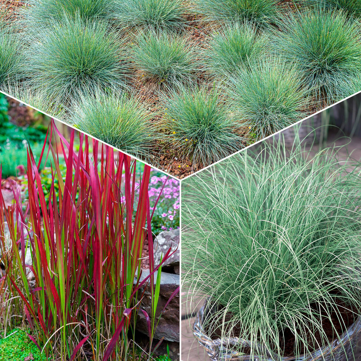 3 Graminées colorées en mélange - Bakker