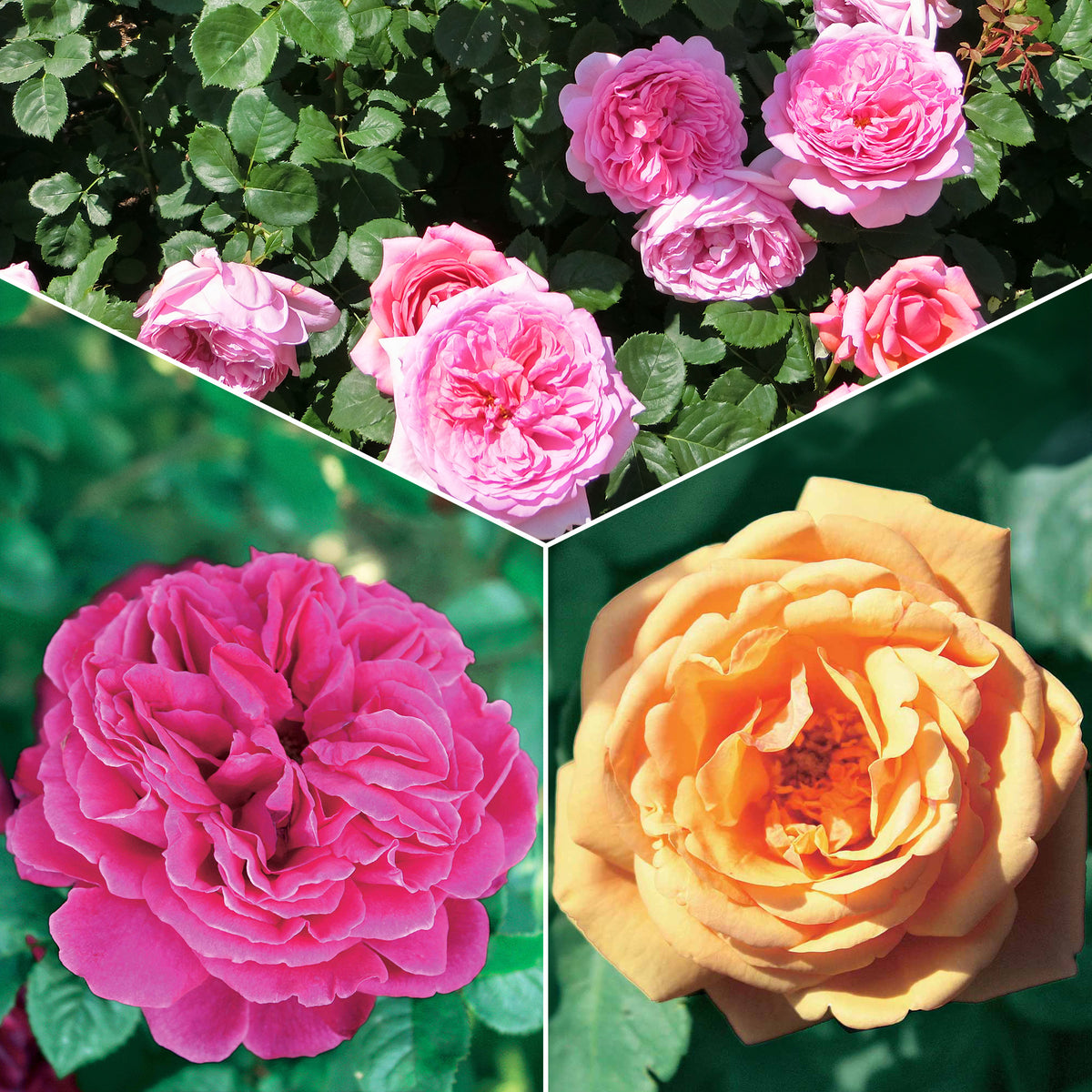 Collection de 3 Rosiers anglais : Fish Ausgreen, Charlie, Her's Ausgreen - Bakker