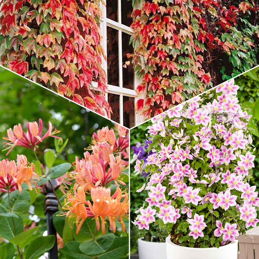 Collection de 3 grimpantes : chèvrefeuille, clématite, vigne vierge - Bakker