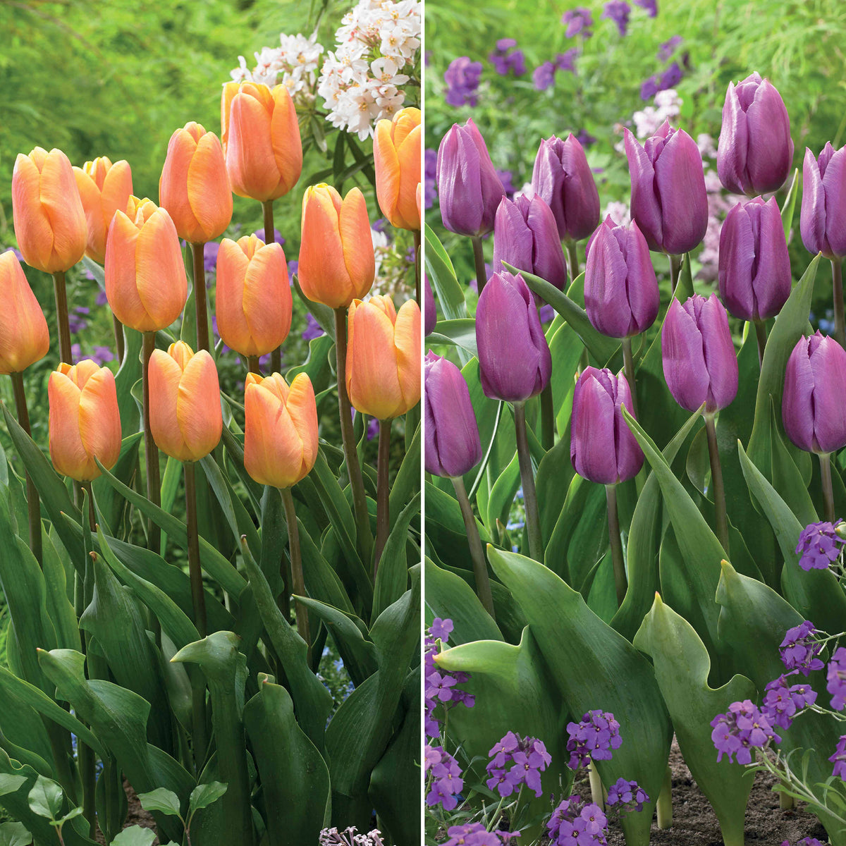 Collection de 20 Tulipes triomphe Bellville et Blue Beauty - Bakker