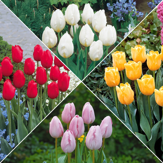 Collection de 20 Tulipes à longues tiges - Bakker