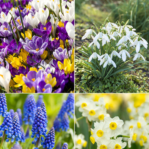 Narcissus, Tulipa, Crocus, Allium, Muscari, Anemone, Galanthus - 100 Bulbes de fleurs Running Wild en mélange - Packs de bulbes de fleurs
