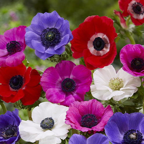 Vente 100 Bulbes de fleurs Running Wild en mélange - Packs de bulbes de fleurs