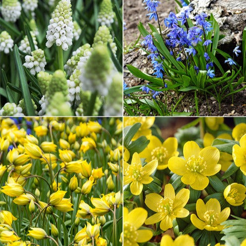 70 Bulbes de fleurs Butterfly Food en mélange - Bakker