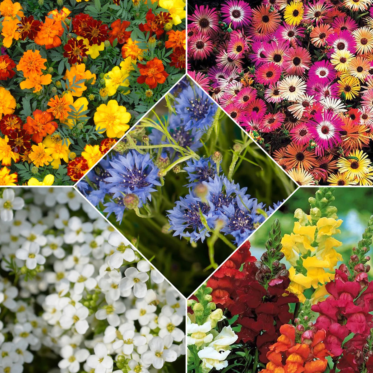 Vente Tapis de graines de fleurs - 5 Tapis de graines Massif ensoleillé