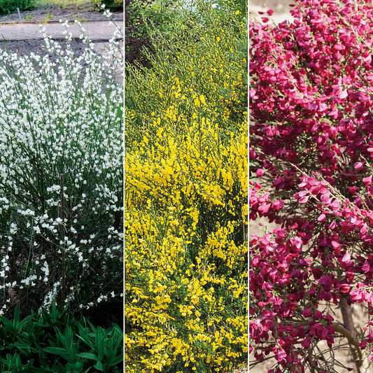 Haie de 3 Genêts : blanc, rouge, jaune - Bakker