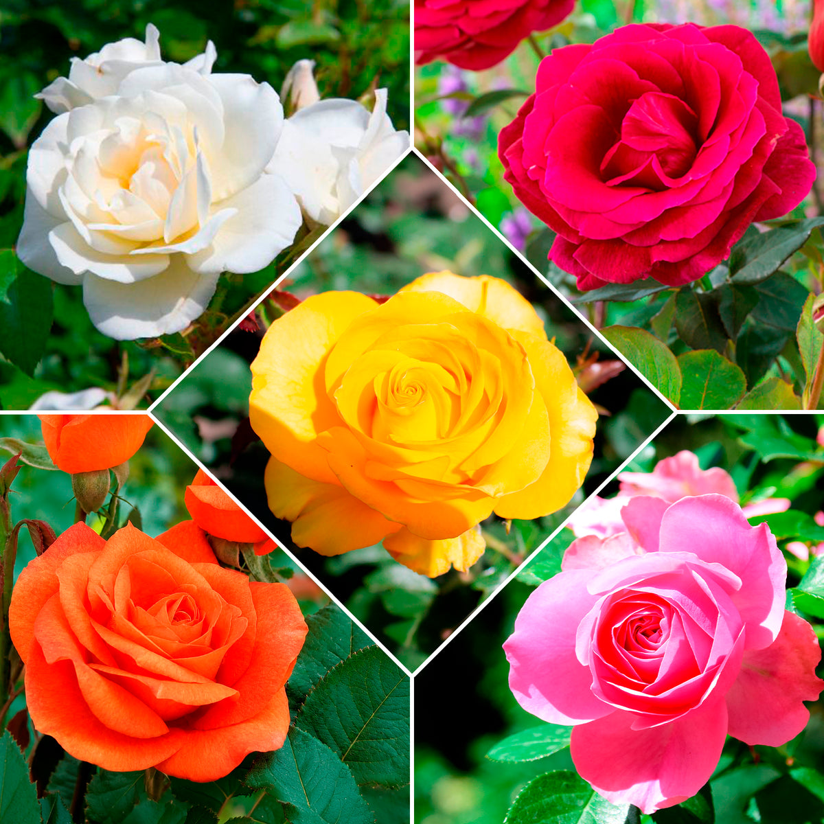 Collection de 5 Rosiers pour bouquets