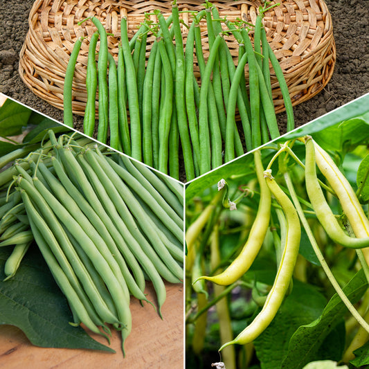 Collection d'Haricots nains - Bakker