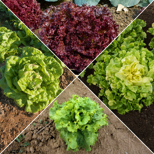 Collection de salades - Bakker